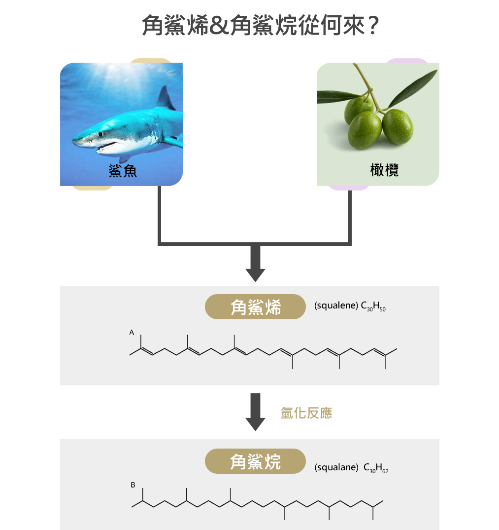保養品界常見的角鯊烷 Squalane 和角鯊烯 Squalene 兩者有甚麼差別 保養品界常見的角鯊烷 Squalane 和角鯊烯 Squalene 兩者有甚麼差別