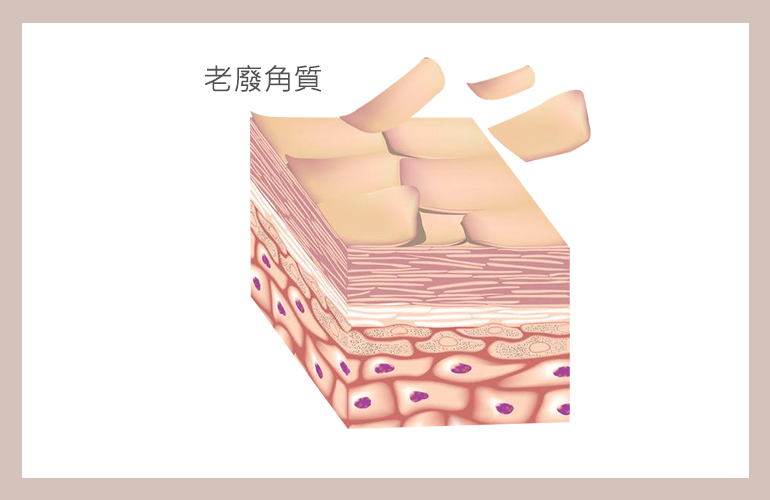 角質更新代謝過程