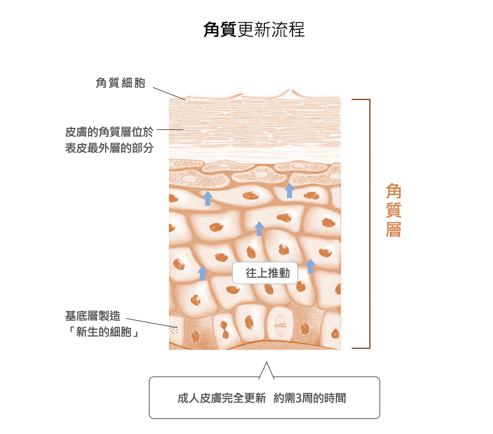 老廢角質代謝的流程